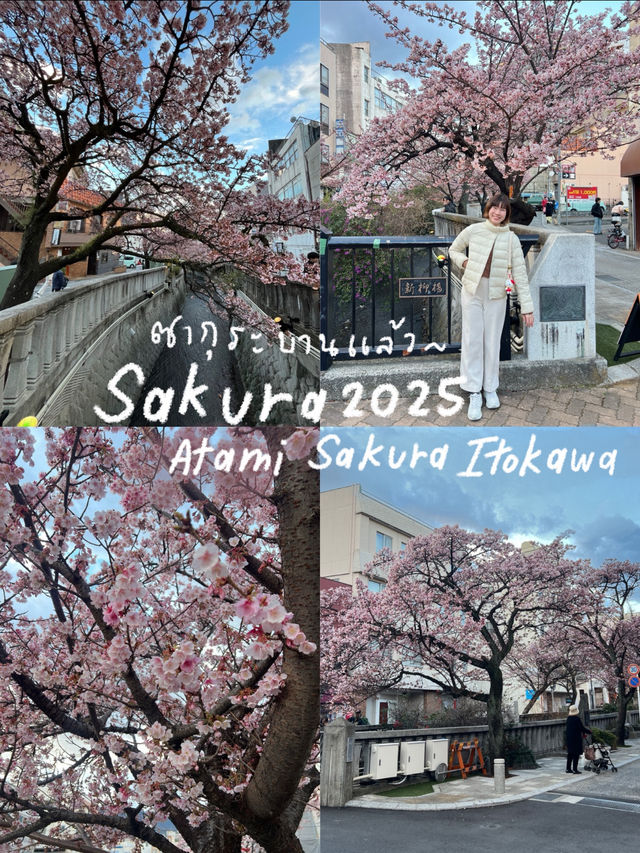 ซากุระ 2025 ที่ Atami Shizuoka 🌸