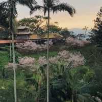 台北｜指南宮櫻花盛開，美不勝收