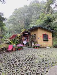 春日限定美景！桃園山林秘境，櫻花滿開超夢幻！