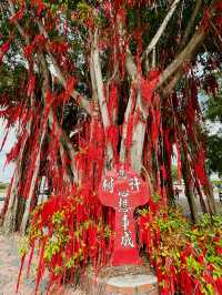 Make a Wish at Sekinchan’s Iconic Wishing Tree!