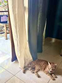 🐈고양이가 사장인 🇮🇩길리트라왕안의 낭만 게하 1인추천