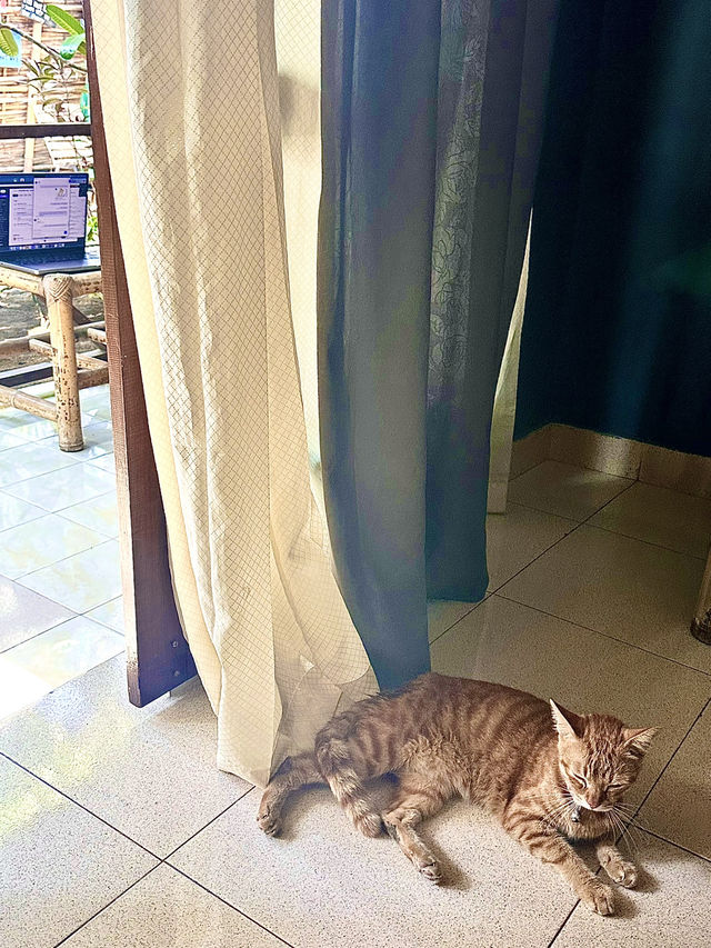 🐈고양이가 사장인 🇮🇩길리트라왕안의 낭만 게하 1인추천