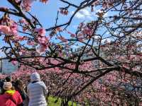 東湖康樂公園，搭捷運輕鬆賞櫻趣！