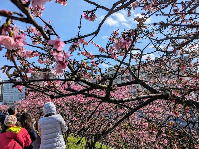 東湖康樂公園，搭捷運輕鬆賞櫻趣！