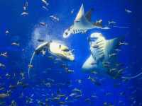 水中生物的邂逅～美麗海水族館