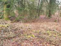 New Forest National Park