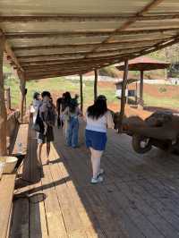 チェンマイ🇹🇭🐘と触れ合えるcafe