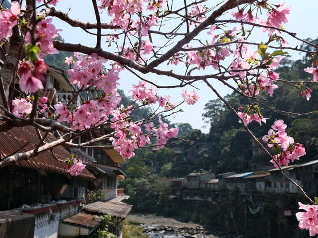 What would it be like if you visit Wulai in the spring?🌿