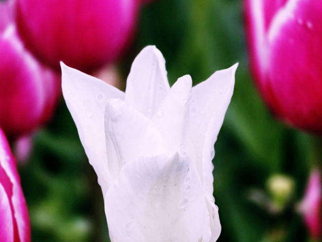 The Taean Tulip Festival in Anmyeondo, South Korea