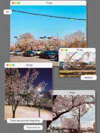 Cherry blossoms in Yurim Park