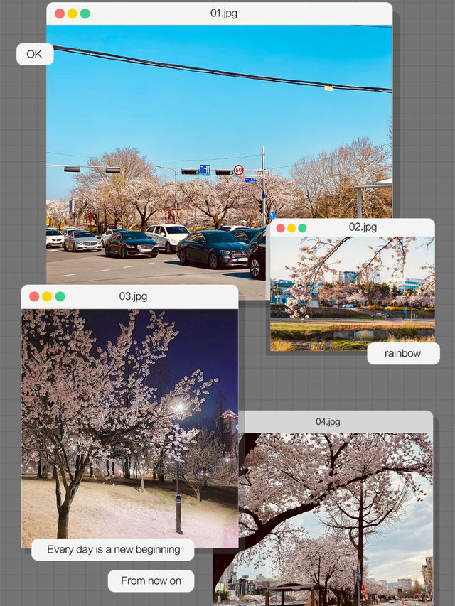 Cherry blossoms in Yurim Park