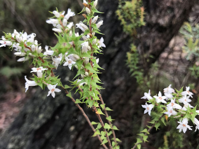 Journey Through Time: Explore the Enchanting Grand Canyon Walk in the Blue Mountains!