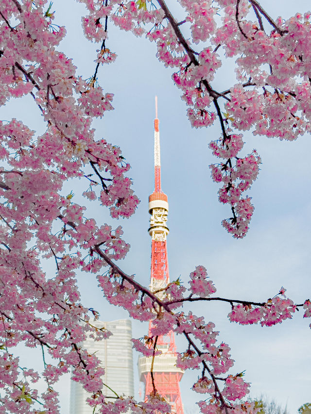 지금 도쿄에서 벚꽃을 볼 수 있는 곳 추천🌸