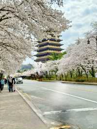 경부 봄여행 코스 공유해요 🌸🌸