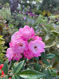 🌸 **香港城門谷公園櫻花觀賞遊覽分享** 🌸