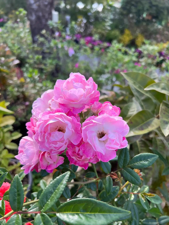 🌸 **香港城門谷公園櫻花觀賞遊覽分享** 🌸