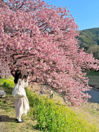 벚꽃과 함께하는 데이트타임🥰도쿄 벚꽃 가이드❤️‍🔥