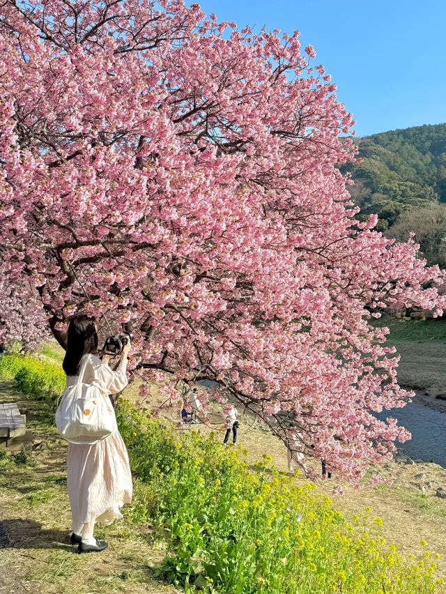 與櫻花約會的時光🥰東京櫻花攻略❤️‍🔥