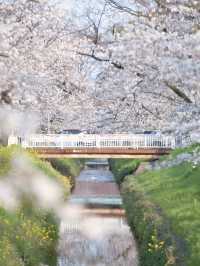 【埼玉】行かなきゃ損‼️駅近&穴場でエモさ溢れる桜撮影🌸📸※周辺観光情報付き