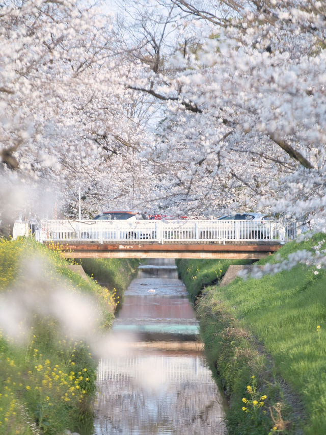 【埼玉】行かなきゃ損‼️駅近&穴場でエモさ溢れる桜撮影🌸📸※周辺観光情報付き