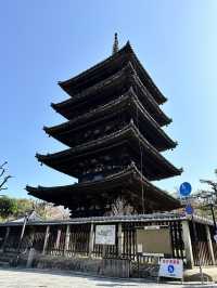 【京都×春旅】  八坂の塔と桜が撮れるスポットは大人気！