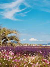 Spring's Serene Seaside Stroll 
