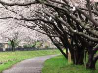 Chasing Sakura at Kusaba River at Daytime