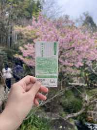 探索鎌倉長谷寺🌿 觀音菩薩與弁天窟的神秘魅力