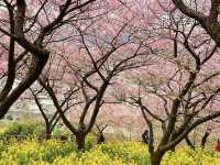 Chasing Sakura at Matsuda Cherry Blossoms Festival