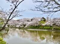 Cherry Blossoms at Tsurugaoka Hachimangu🌸