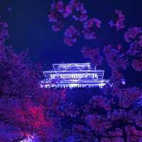 福岡 舞鶴公園春之天守閣夜櫻