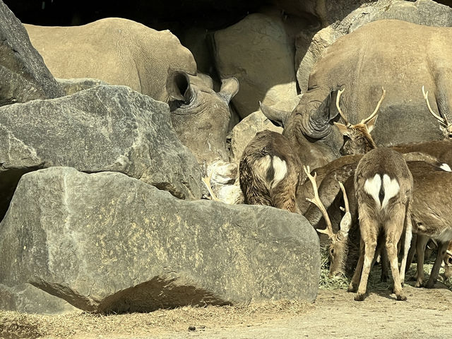 近距離接觸野生動物
