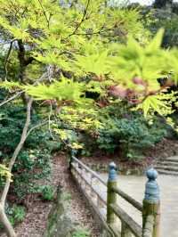 Cherry Blossoms in Full Bloom: Spring at Hamamatsu Castle