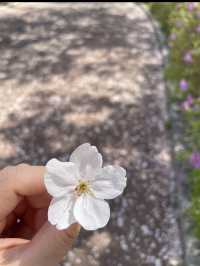 부산 원조 벚꽃터널🌸