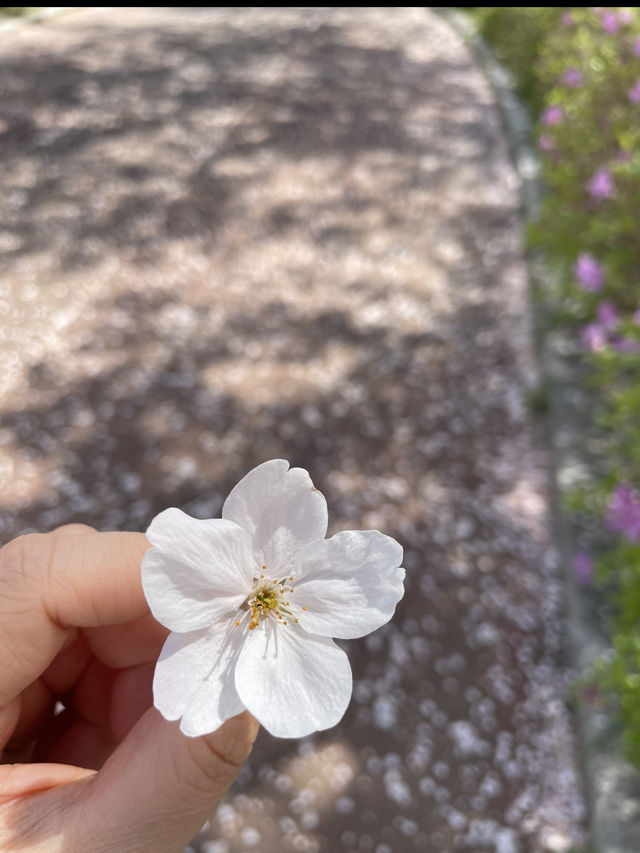부산 원조 벚꽃터널🌸