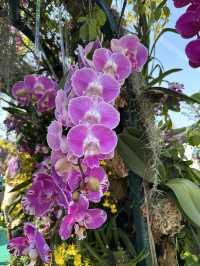 百花齊放的香港花卉展覽2025🥰😘😍💐🌺🪻🌸🌻🌞