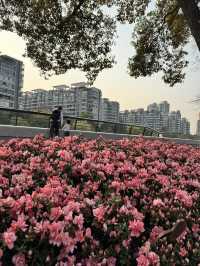 Historical University in Shanghai is blooming beautifully 