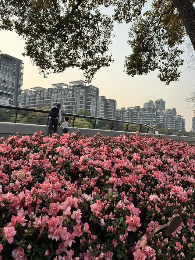 Historical University in Shanghai is blooming beautifully 