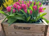 "Keukenhof: The World’s Most Beautiful Spring Garden in the Netherlands"