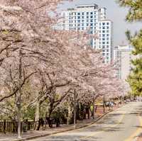 DALMAJI HILL | BUSAN's ROMANTIC CHERRY BLOSSOM GETAWAY 