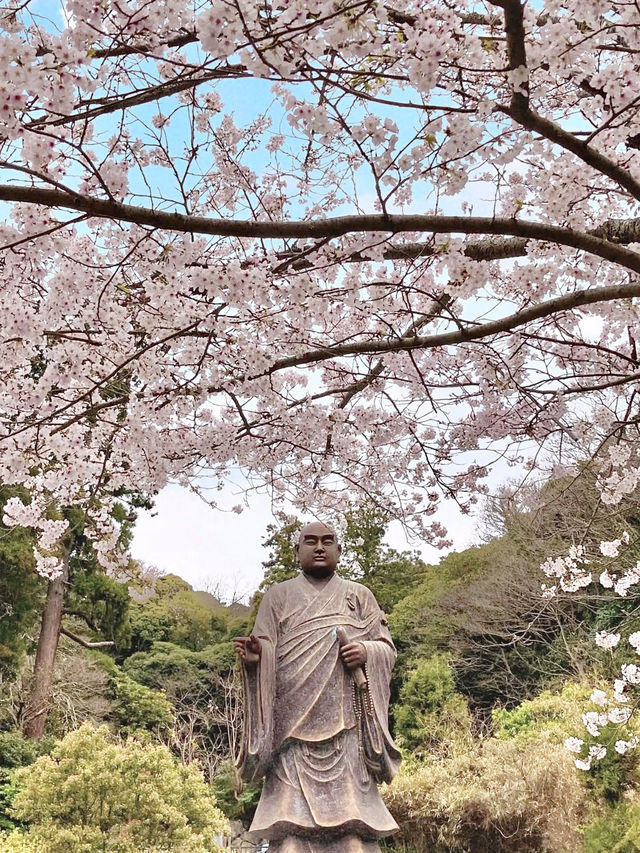 Sakura in Full Bloom at Myohonji Temple⛩️