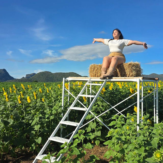 แจกพิกัดไร่ทานตะวัน🌻ลพบุรี