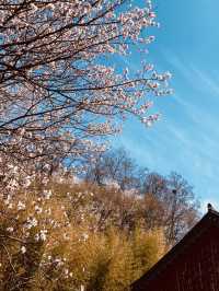 Cherry Blossom Heritage: Uam Park's Picturesque Historical Setting