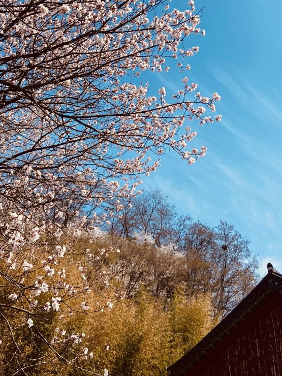 Cherry Blossom Heritage: Uam Park's Picturesque Historical Setting