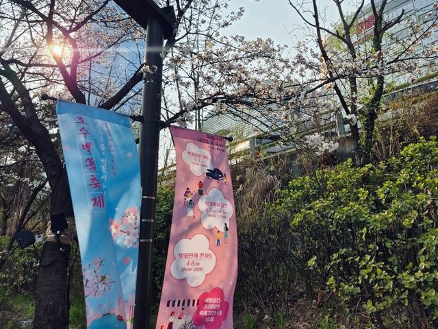 잠실 석촌호수 벚꽃축제🥰