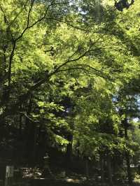 【青岸寺の苔の庭で深呼吸をしませんか。滋賀県　米原市 】