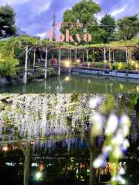 【東京×亀戸天神社】東京の藤の名所  ライトアップされさらに妖艶に・・