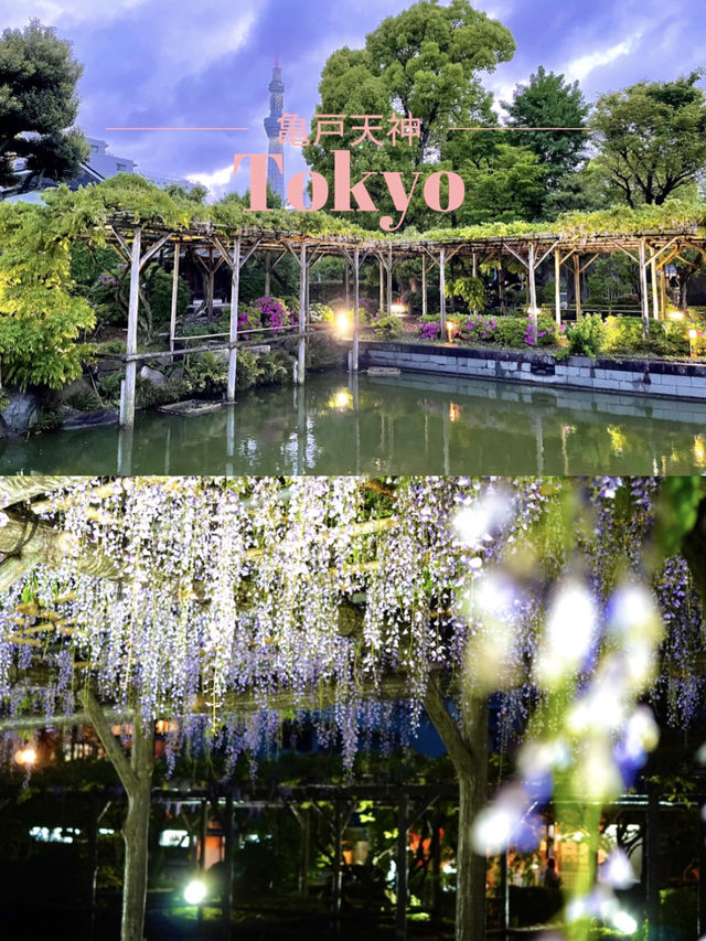 【東京×亀戸天神社】東京の藤の名所  ライトアップされさらに妖艶に・・