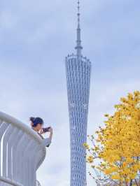Miss it now, and you'll wait another whole year—Guangzhou’s spring is in full bloom!