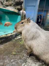 三重｜集合動物明星們 全日本最萌的鳥羽水族館